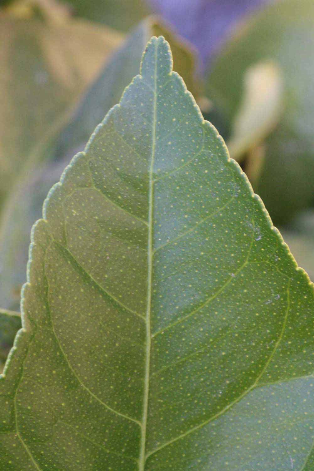              Margin (Riverside, CA)       